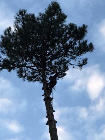 Etêtage d'arbre à Lanton Etêtage d'arbre à Lanton
