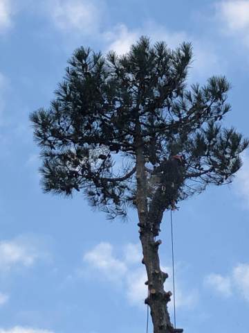 Etêtage d'arbre à Lanton 