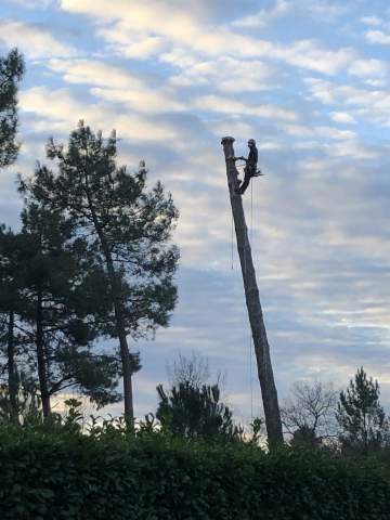 Etêtage d'arbre à Lanton 